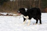 BORDER COLLIE 1161